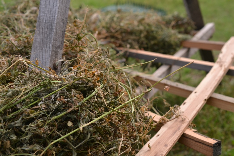 stacking hay on the rack